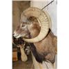 Image 9 : MOUFLON Shoulder Mount