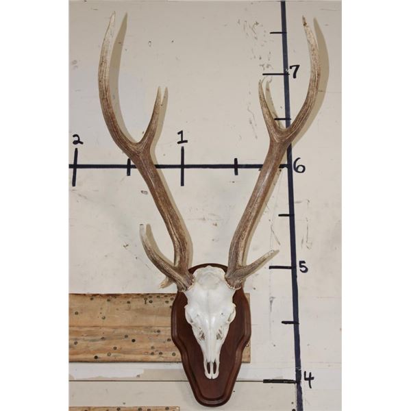 AXIS DEER Skull on a Wooden Plaque with an Extra Brow Tine