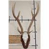 Image 1 : AXIS DEER Skull on a Wooden Plaque with an Extra Brow Tine