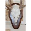 Image 5 : AXIS DEER Skull on a Wooden Plaque with an Extra Brow Tine