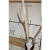 Image 7 : AXIS DEER Skull on a Wooden Plaque with an Extra Brow Tine
