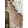 Image 10 : 16-Point WHITETAIL DEER Shoulder Mount