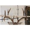 Image 12 : 16-Point WHITETAIL DEER Shoulder Mount