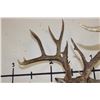 Image 13 : 16-Point WHITETAIL DEER Shoulder Mount