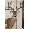 Image 1 : 16-Point WHITETAIL DEER Shoulder Mount