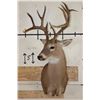 Image 2 : 16-Point WHITETAIL DEER Shoulder Mount
