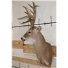 Image 3 : 16-Point WHITETAIL DEER Shoulder Mount