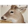 Image 4 : 16-Point WHITETAIL DEER Shoulder Mount