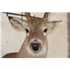 Image 6 : 16-Point WHITETAIL DEER Shoulder Mount