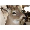 Image 7 : 16-Point WHITETAIL DEER Shoulder Mount
