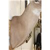 Image 9 : 16-Point WHITETAIL DEER Shoulder Mount
