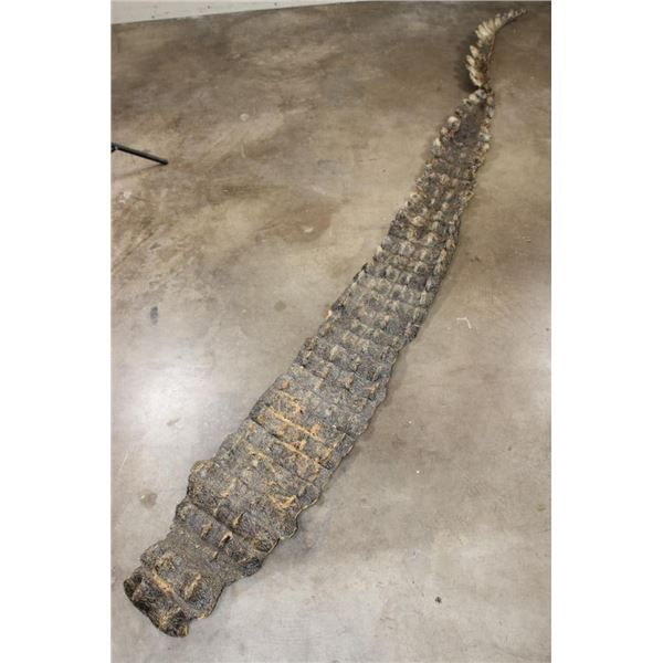 Big 9' 10" Long CROCODILE OSTEODERMS (Back Hide Armor) Connected with the Tail
