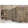 Image 3 : Big 9' 10" Long CROCODILE OSTEODERMS (Back Hide Armor) Connected with the Tail