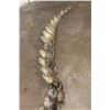 Image 7 : Big 9' 10" Long CROCODILE OSTEODERMS (Back Hide Armor) Connected with the Tail