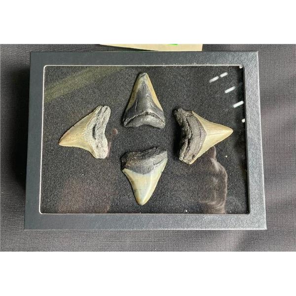 (4) Large MEGALODON SHARK Teeth Fossils in a Glass Display Case (ONE$)