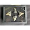 Image 1 : (4) Large MEGALODON SHARK Teeth Fossils in a Glass Display Case (ONE$)