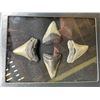 Image 2 : (4) Large MEGALODON SHARK Teeth Fossils in a Glass Display Case (ONE$)
