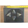 Image 3 : (4) Large MEGALODON SHARK Teeth Fossils in a Glass Display Case (ONE$)