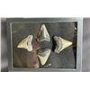 Image 4 : (4) Large MEGALODON SHARK Teeth Fossils in a Glass Display Case (ONE$)