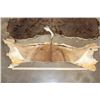 Image 3 : (1) BLACK WILDEBEEST Back Hide and (1) IMPALA Back Hide (ONE$)