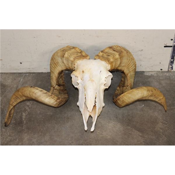 Big CORSICAN RAM Skull