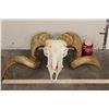 Image 2 : Big CORSICAN RAM Skull