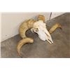Image 3 : Big CORSICAN RAM Skull