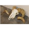 Image 4 : Big CORSICAN RAM Skull