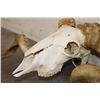 Image 5 : Big CORSICAN RAM Skull