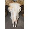 Image 6 : Big CORSICAN RAM Skull