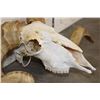 Image 7 : Big CORSICAN RAM Skull