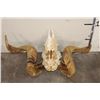 Image 8 : Big CORSICAN RAM Skull