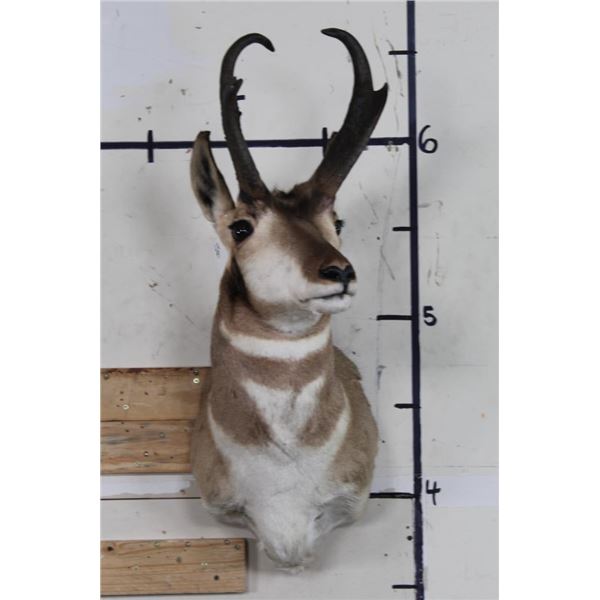 PRONGHORN Shoulder Mount Looking Left