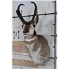 Image 2 : PRONGHORN Shoulder Mount Looking Left