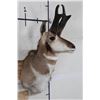 Image 3 : PRONGHORN Shoulder Mount Looking Left
