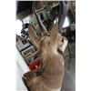 Image 8 : PRONGHORN Shoulder Mount Looking Left