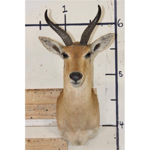 REEDBUCK Shoulder Mount