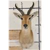 Image 1 : REEDBUCK Shoulder Mount
