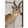 Image 3 : REEDBUCK Shoulder Mount
