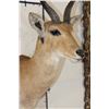 Image 4 : REEDBUCK Shoulder Mount