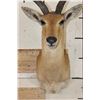 Image 5 : REEDBUCK Shoulder Mount