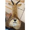 Image 8 : REEDBUCK Shoulder Mount