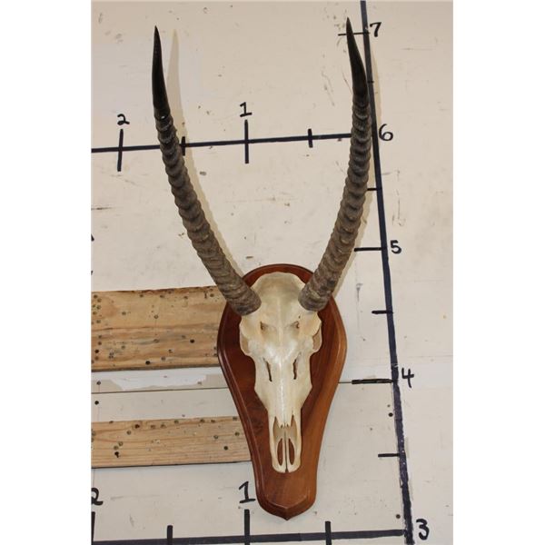 WATERBUCK Skull on a Wooden Plaque