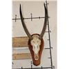 Image 1 : WATERBUCK Skull on a Wooden Plaque