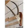 Image 2 : WATERBUCK Skull on a Wooden Plaque