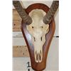 Image 5 : WATERBUCK Skull on a Wooden Plaque