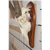 Image 6 : WATERBUCK Skull on a Wooden Plaque