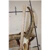 Image 10 : 4-Horned JACOB SHEEP Skull on a Wood Wall Pedestal