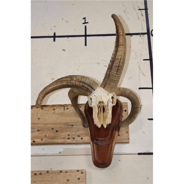 4-Horned JACOB SHEEP Skull on a Wood Wall Pedestal