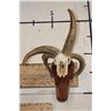 Image 1 : 4-Horned JACOB SHEEP Skull on a Wood Wall Pedestal